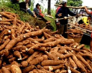 Pemerintah Akan Perketat Impor Singkong dan Gandum Untuk Melindungi Petani Lokal