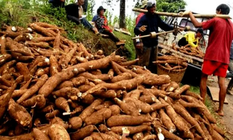 Pemerintah Akan Perketat Impor Singkong dan Gandum Untuk Melindungi Petani Lokal